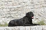 CANE CORSO 115